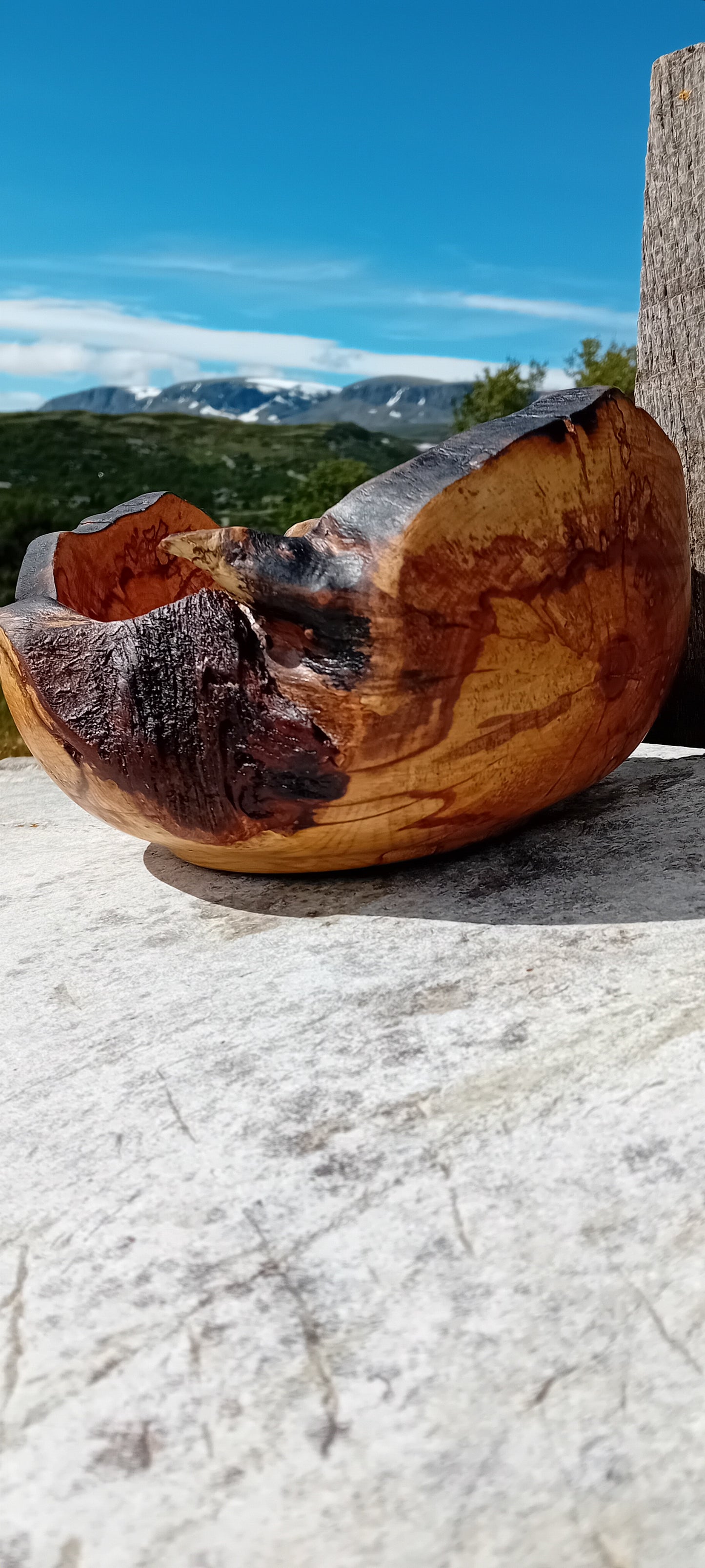 Natur-bolle av bjørkeknute.