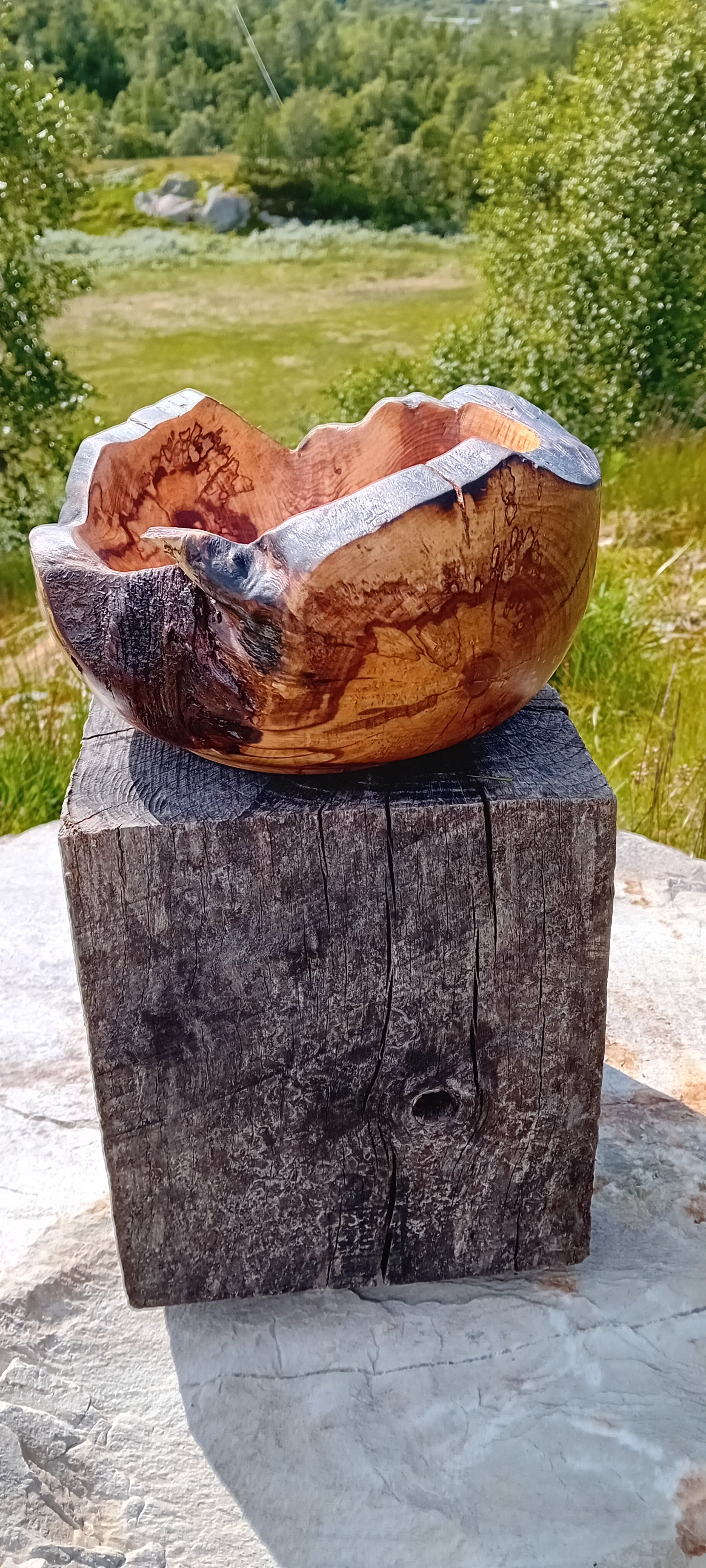 Natur-bolle av bjørkeknute.